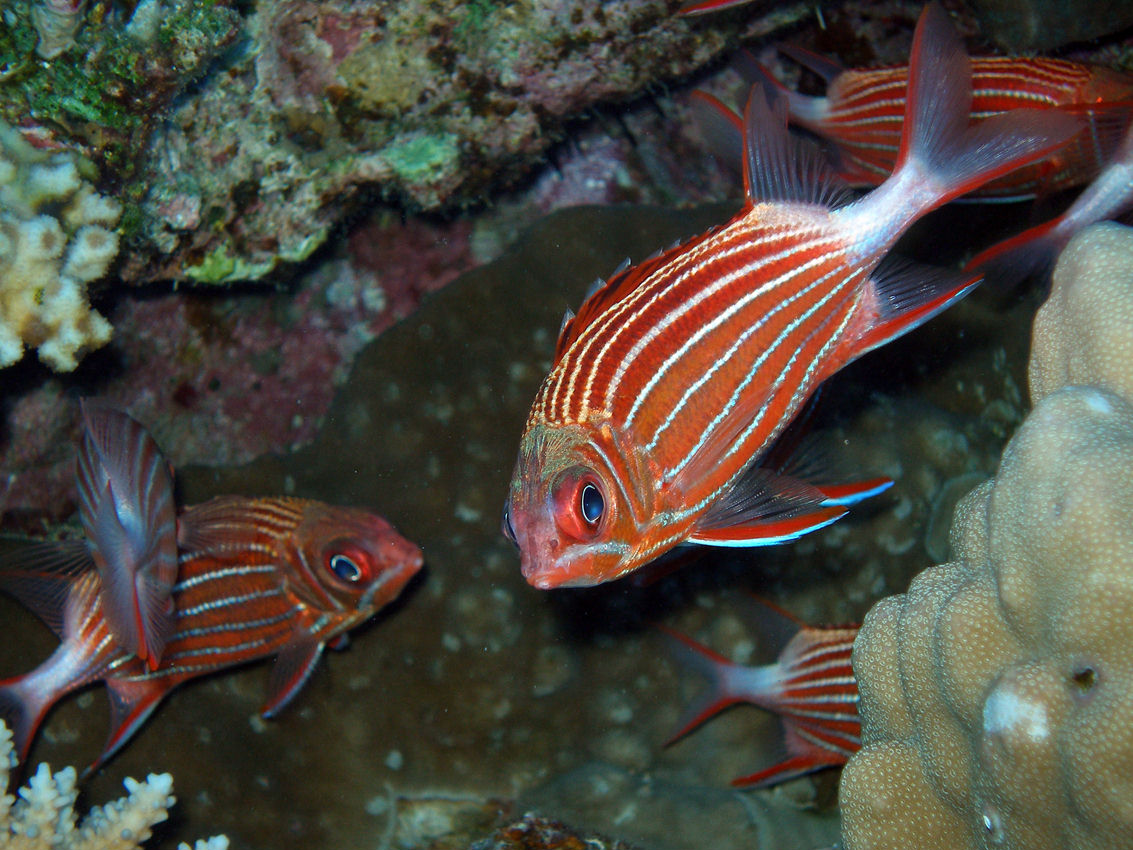 Sargocentron diadema (Pesce scoiattolo coronato)